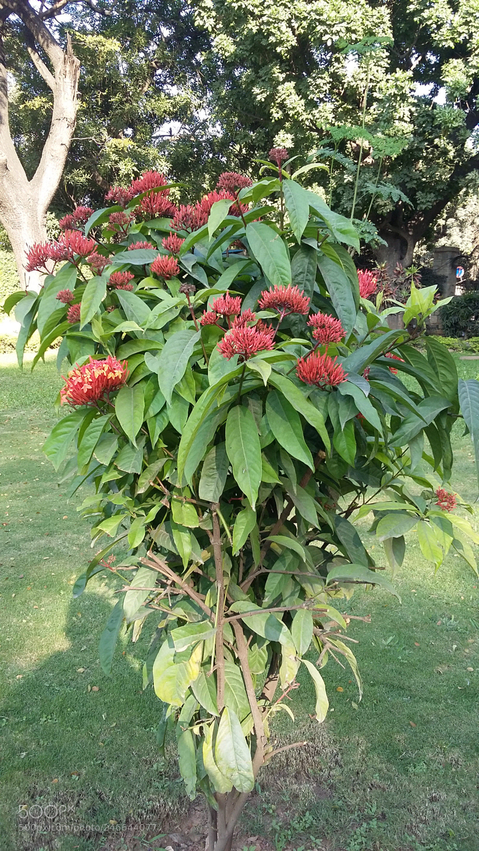 Samsung Galaxy A3 sample photo. Week end outing photography