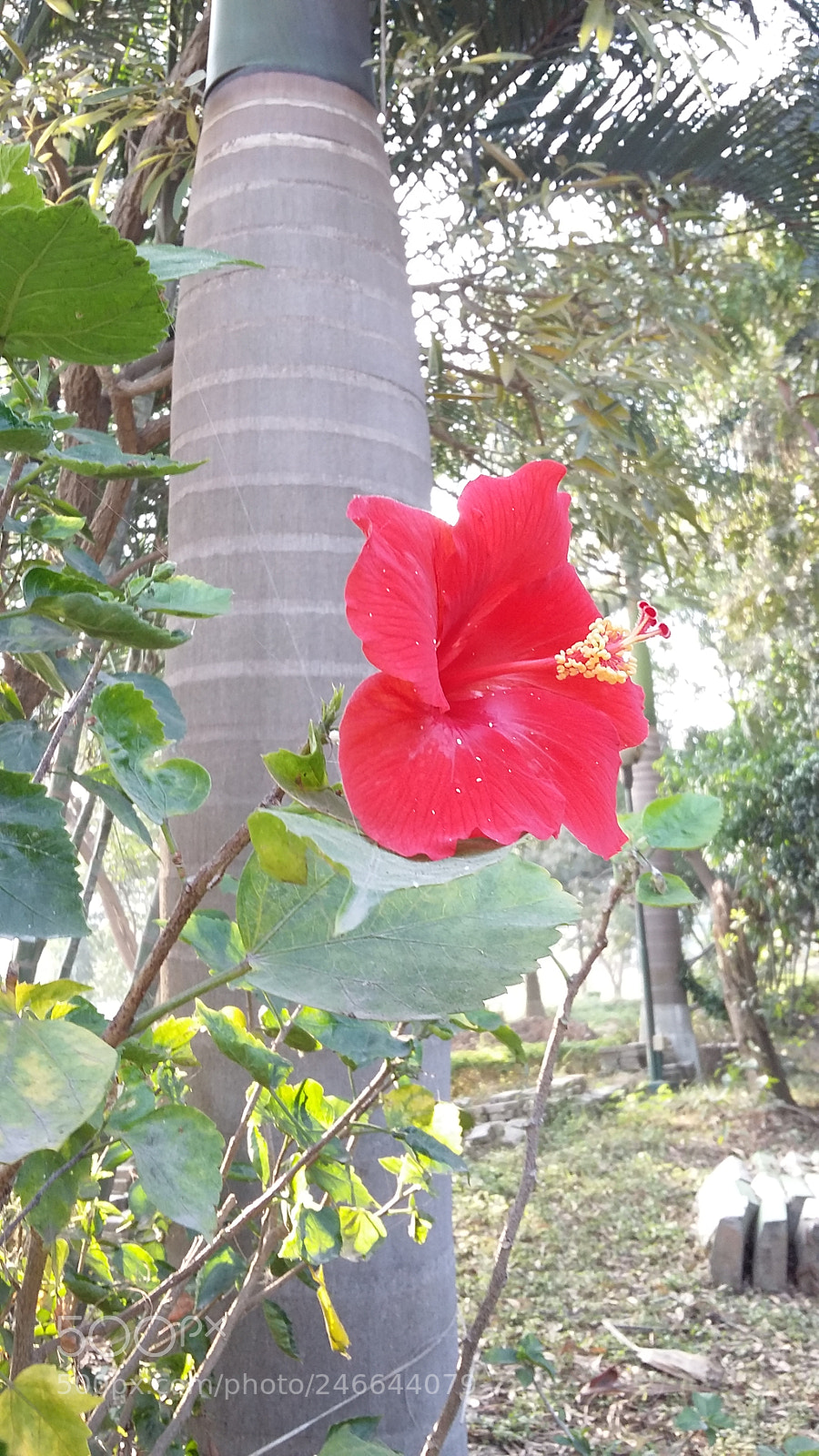 Samsung Galaxy A3 sample photo. Week end outing photography