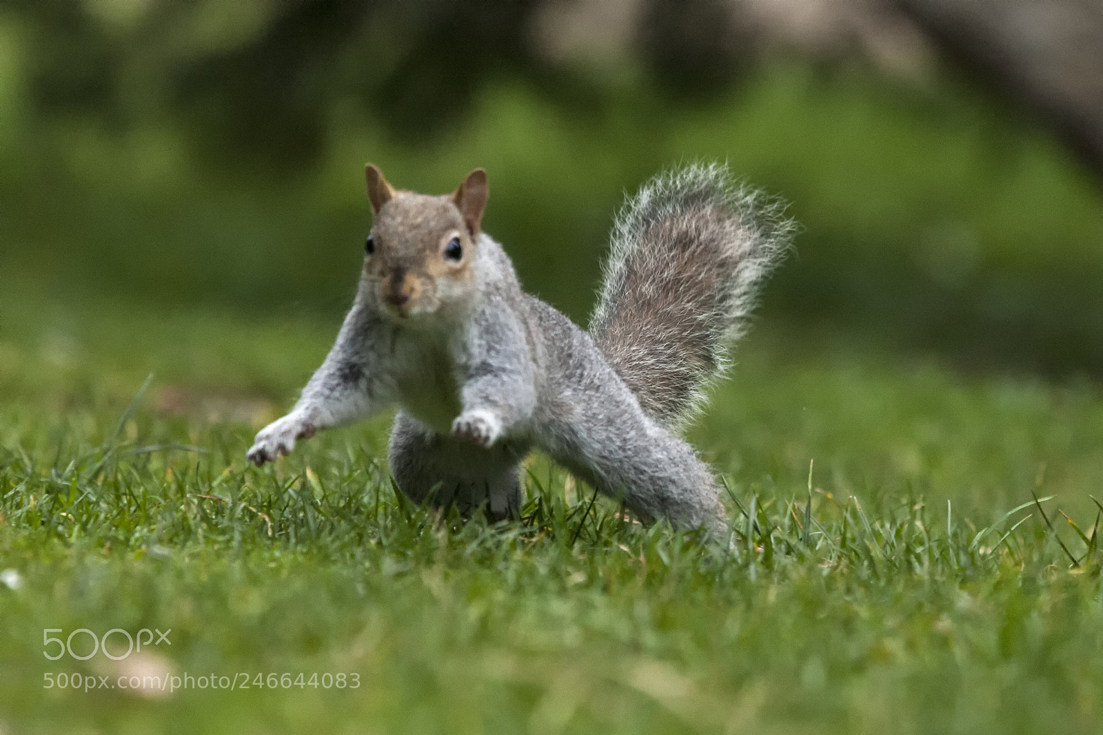 Canon EOS-1D Mark III sample photo. Squirrel photography