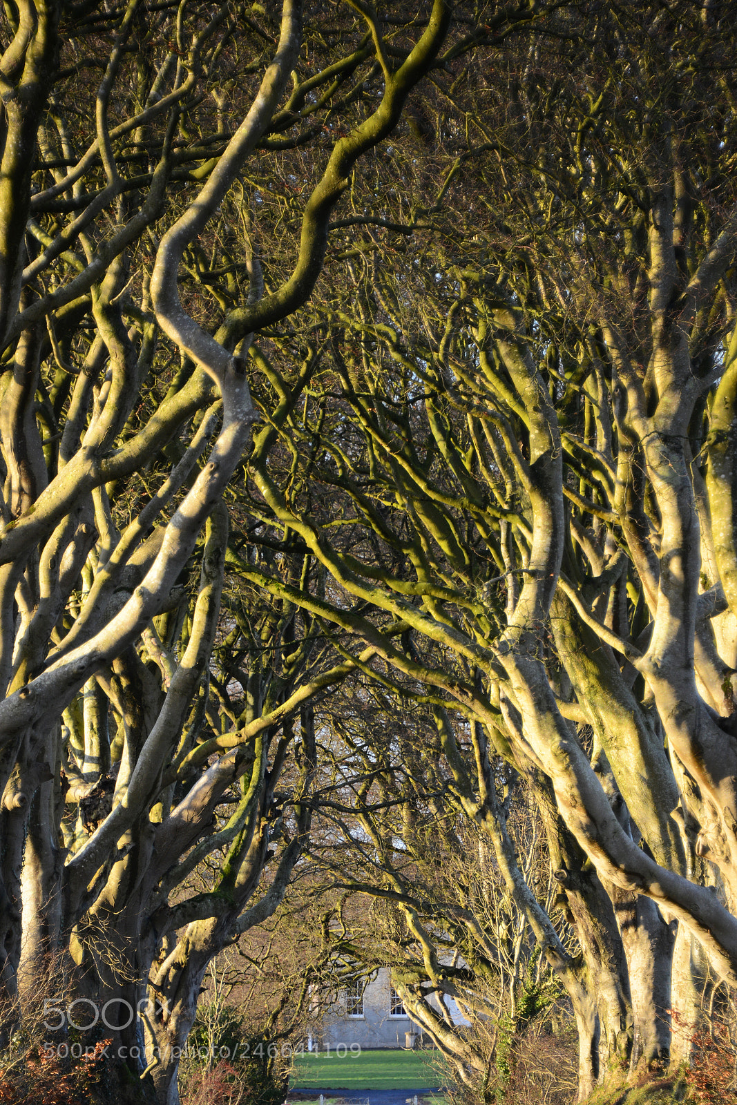 Nikon D800 sample photo. Got tree tunnel :) photography