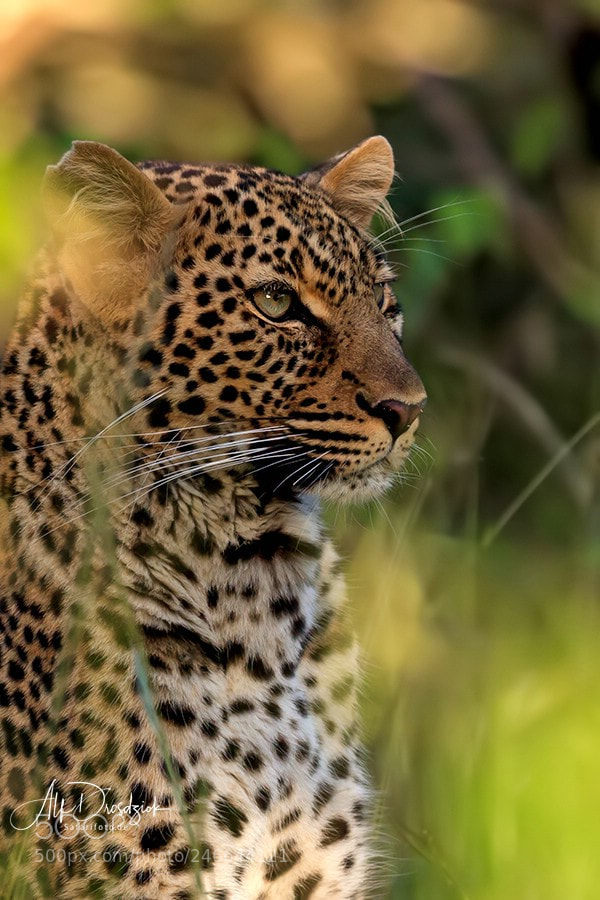 Canon EOS 5DS R sample photo. Portrait von leopard kaboso photography