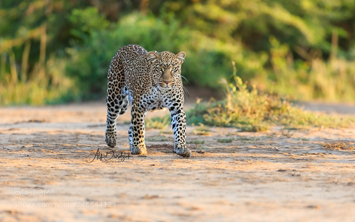 Canon EOS 5DS R sample photo. Cat at eye level photography