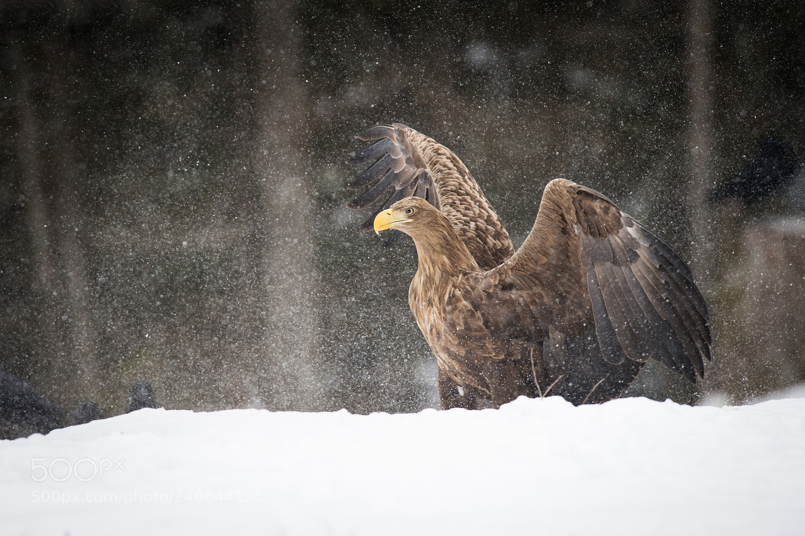 Nikon D4S sample photo. The king have something photography