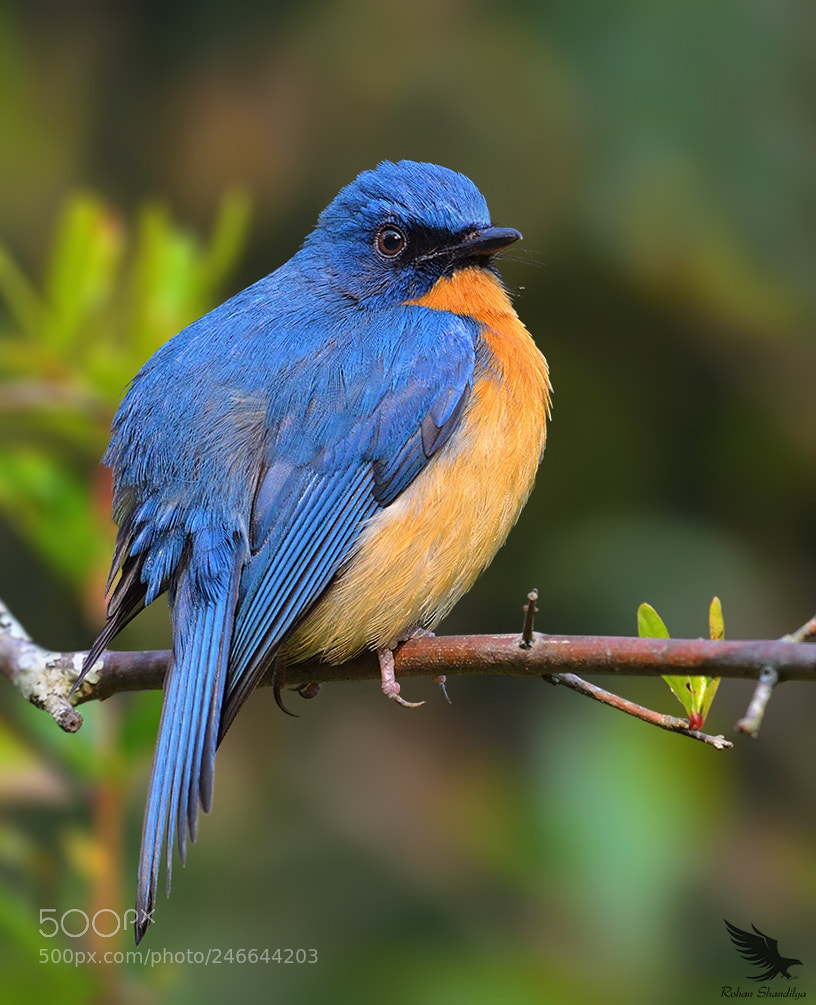 Nikon D5100 sample photo. Tickell's blue flycatcher photography