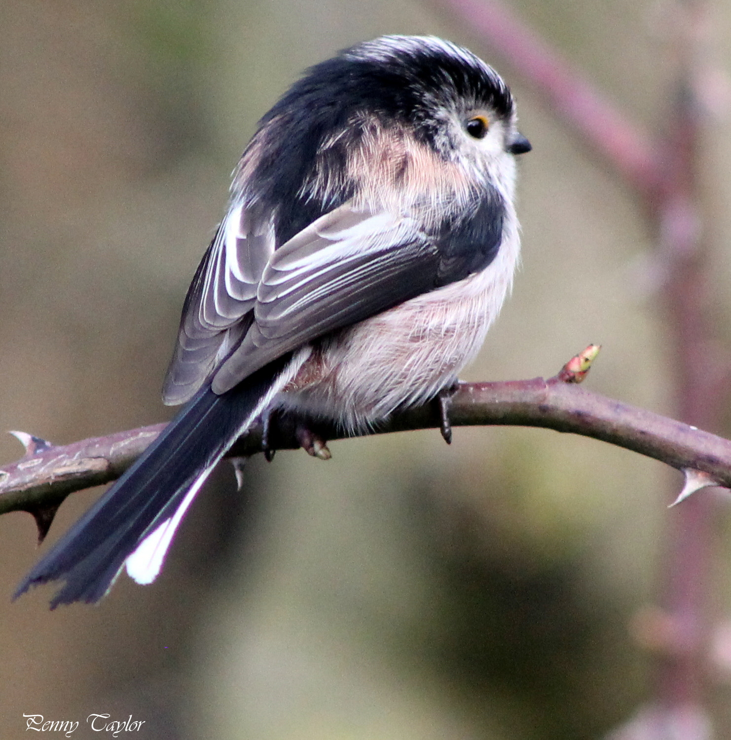 EF75-300mm f/4-5.6 sample photo. Long tailed tit photography