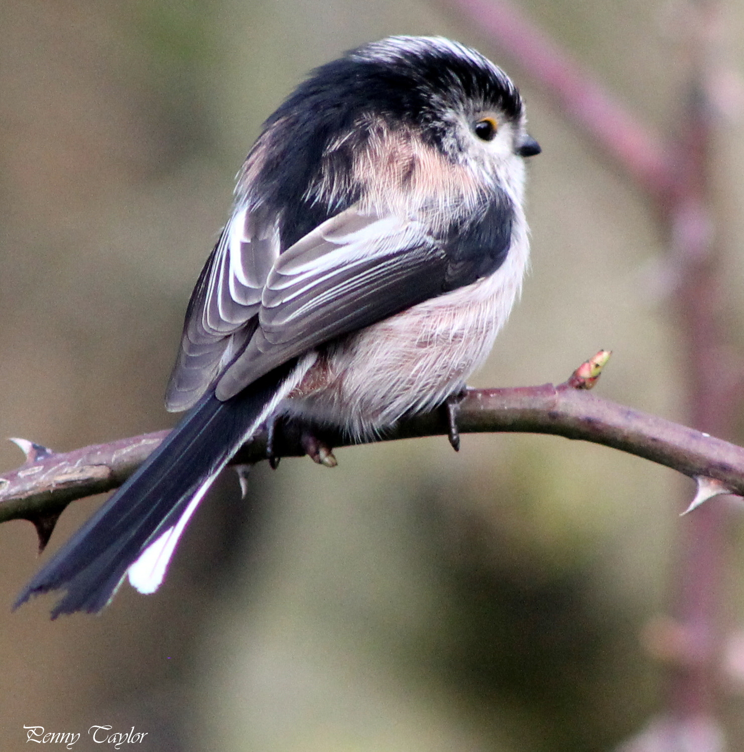 Canon EOS 1100D (EOS Rebel T3 / EOS Kiss X50) + EF75-300mm f/4-5.6 sample photo. Long tailed tit photography