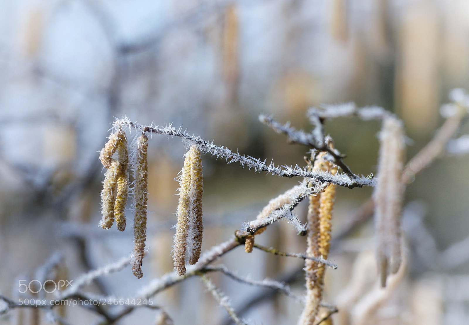 Canon EOS 700D (EOS Rebel T5i / EOS Kiss X7i) sample photo. Frosty photography