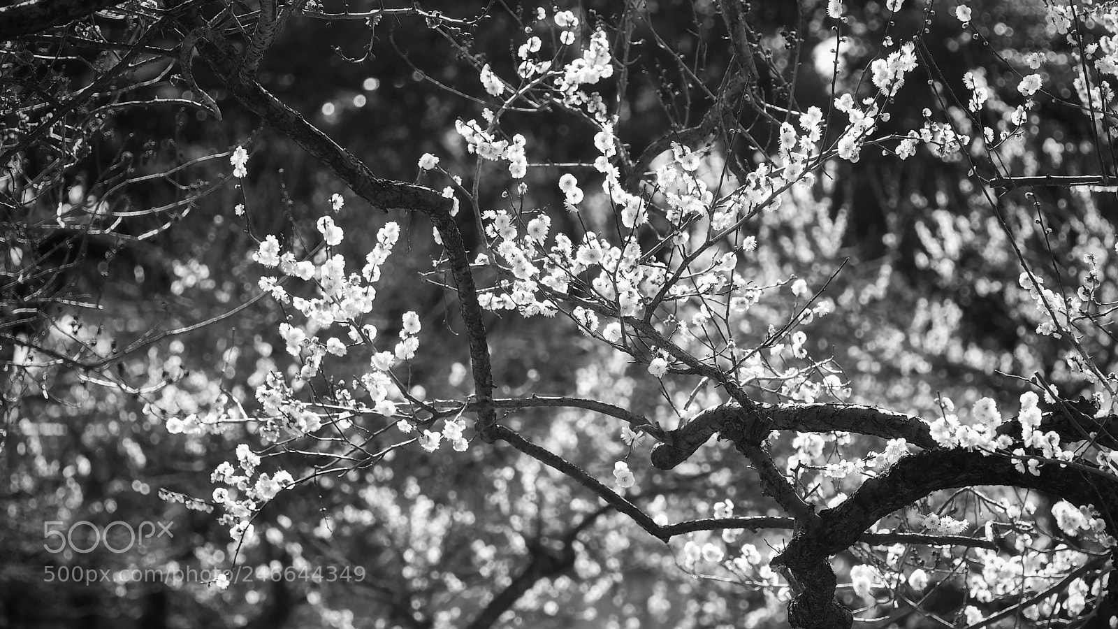 Olympus PEN E-PL7 sample photo. Japanese plum, b&w photography
