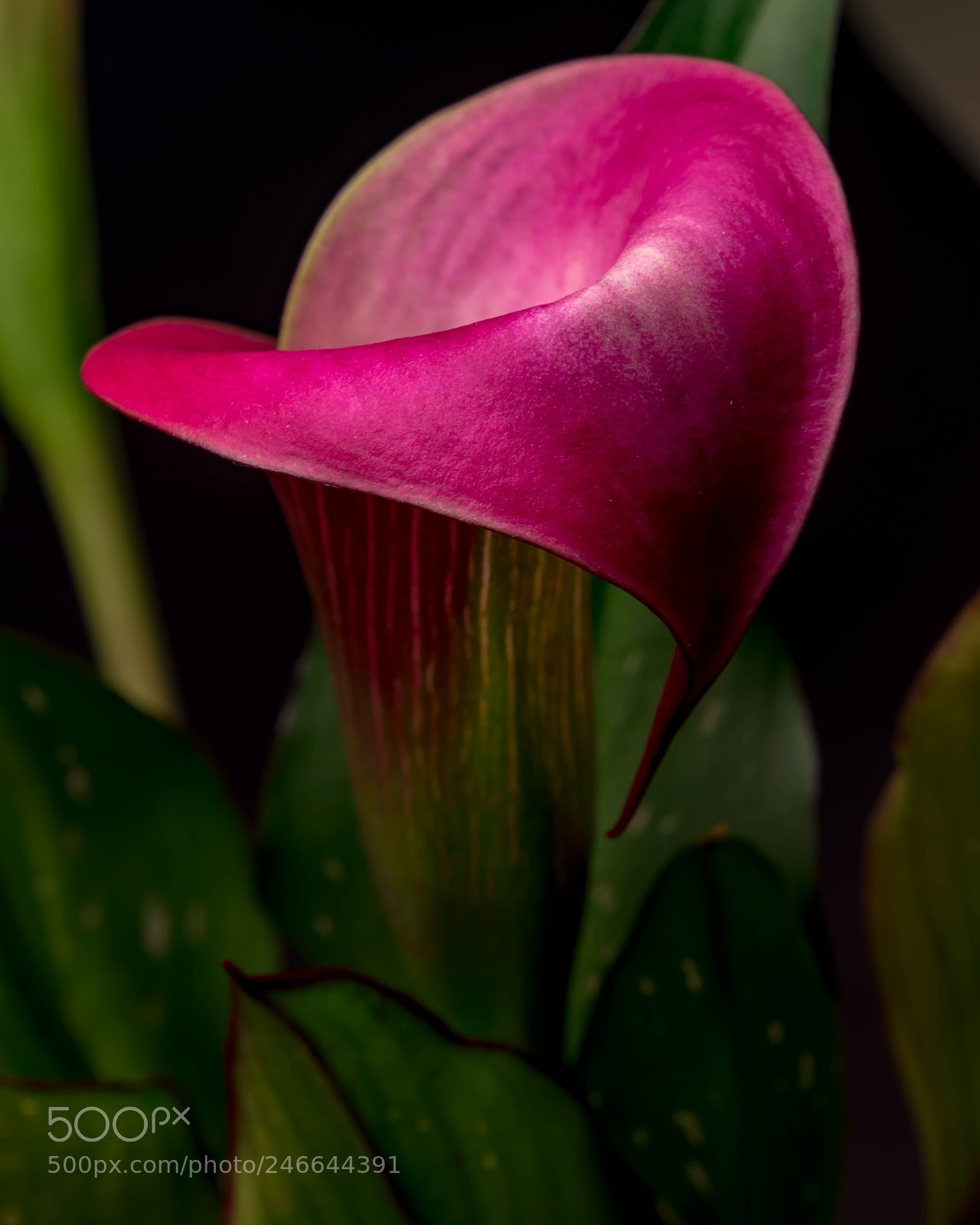 Canon EOS 600D (Rebel EOS T3i / EOS Kiss X5) sample photo. Calla lilies photography