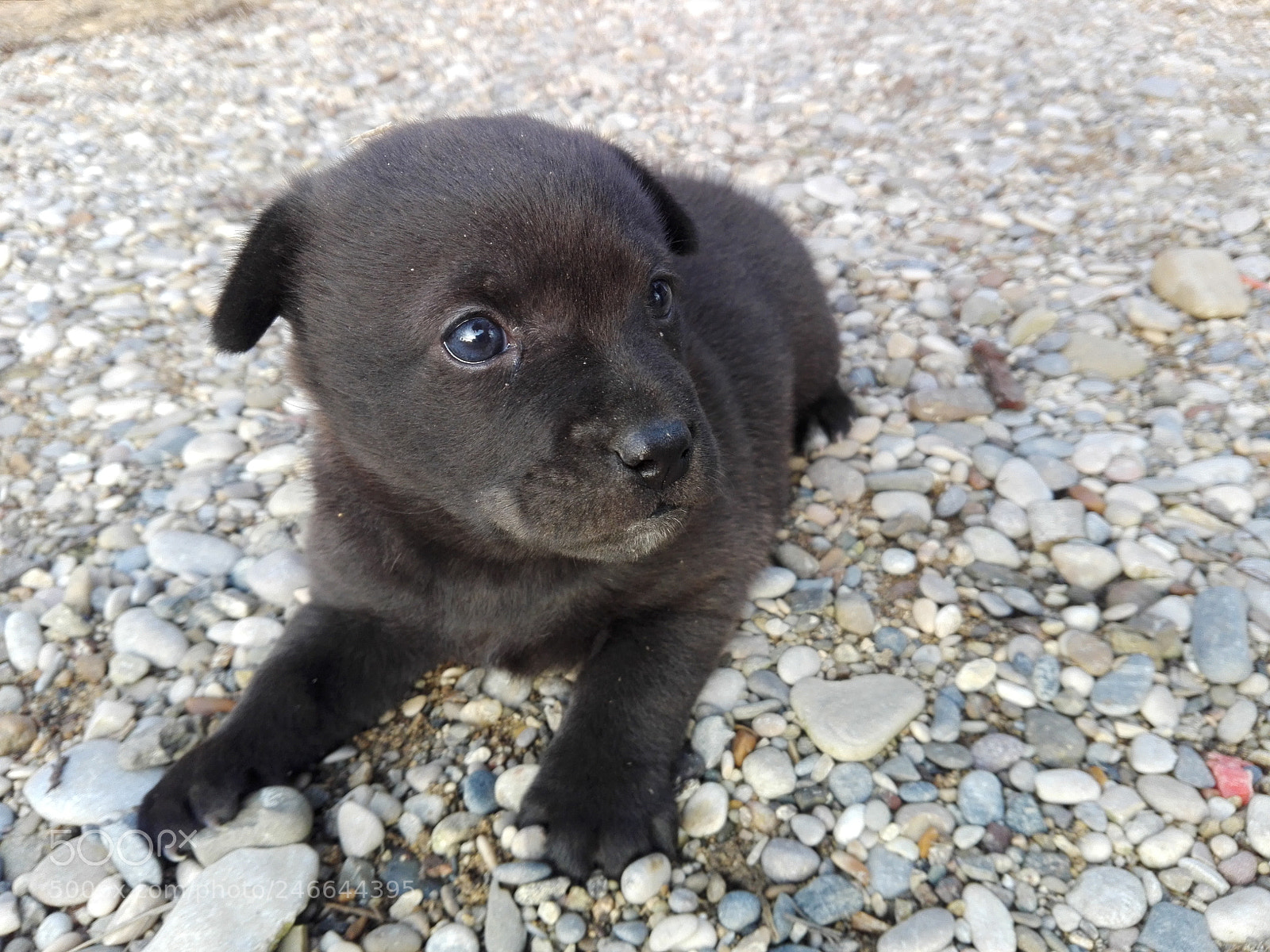 HUAWEI P8 Lite sample photo. Little dog photography