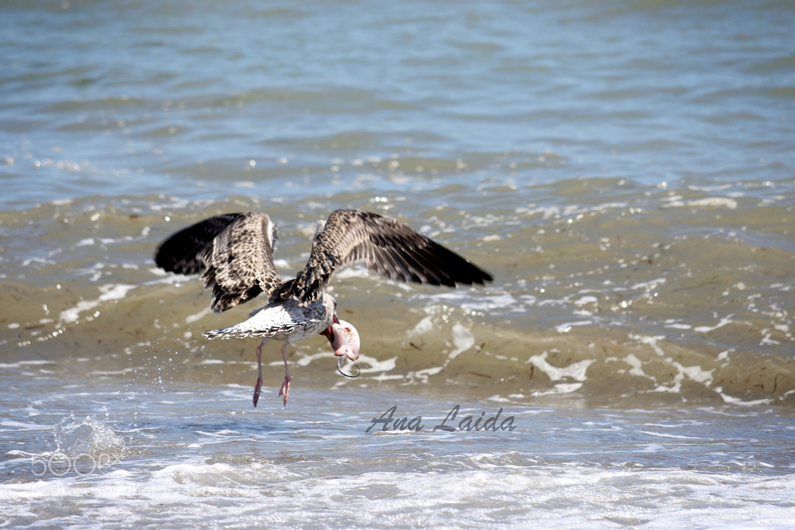 Nikon D7200 sample photo. Fishing photography