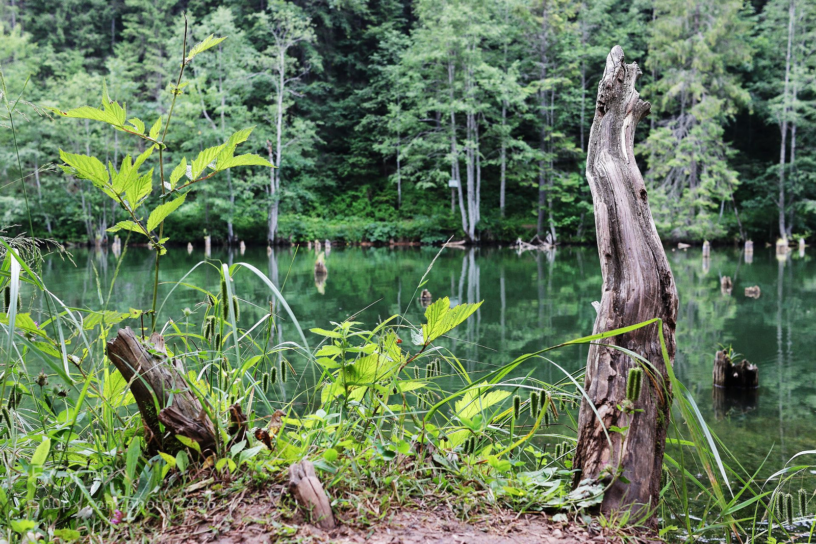 Canon EOS 600D (Rebel EOS T3i / EOS Kiss X5) sample photo. Lacu roșu photography
