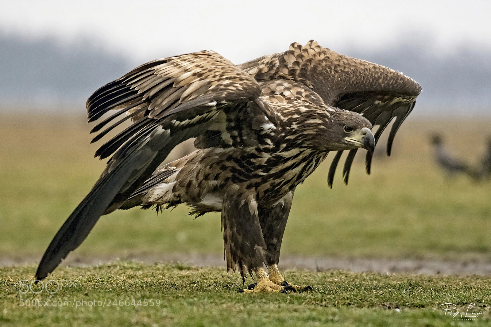 Nikon D850 sample photo. Mighty eagle photography