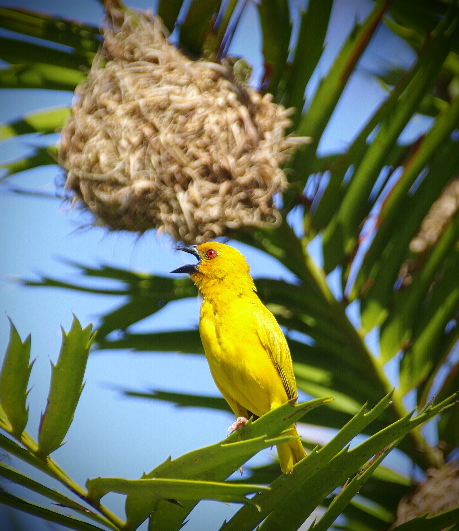 Pentax K-70 sample photo. Ploceus capensis photography