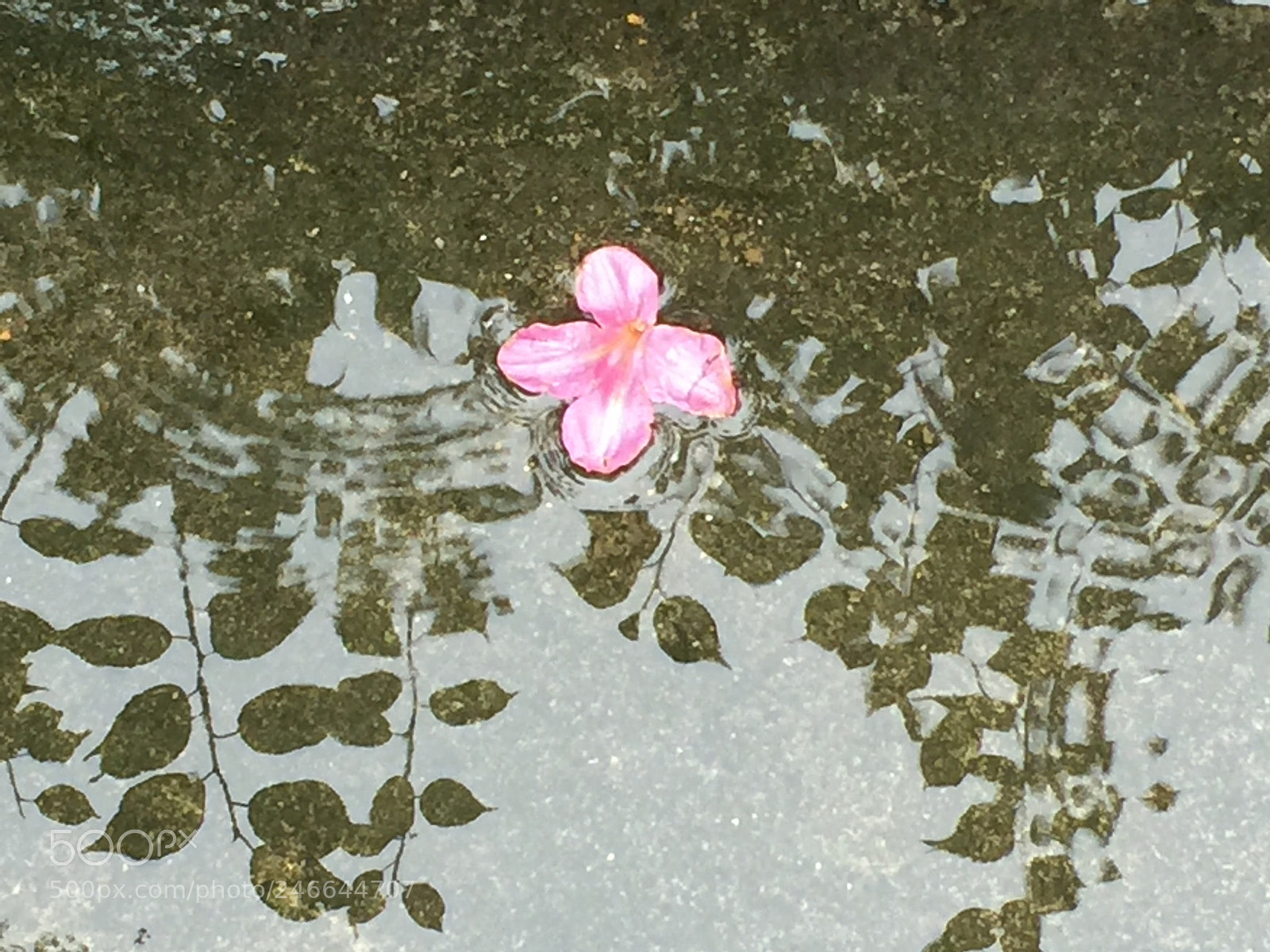 Apple iPhone 6 Plus sample photo. Untitled photography