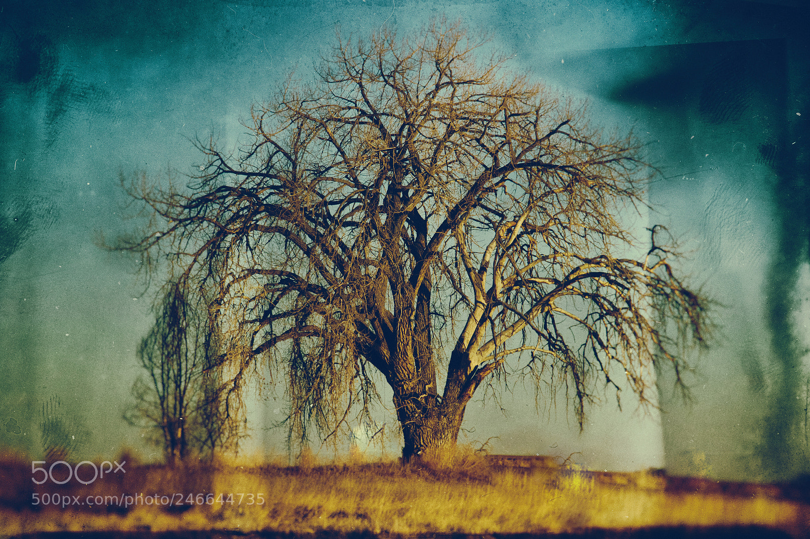Canon EOS 7D Mark II sample photo. Xavier's tree photography