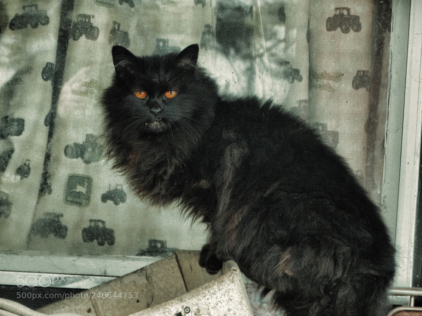 Sony Cyber-shot DSC-HX300 sample photo. Alley cat photography
