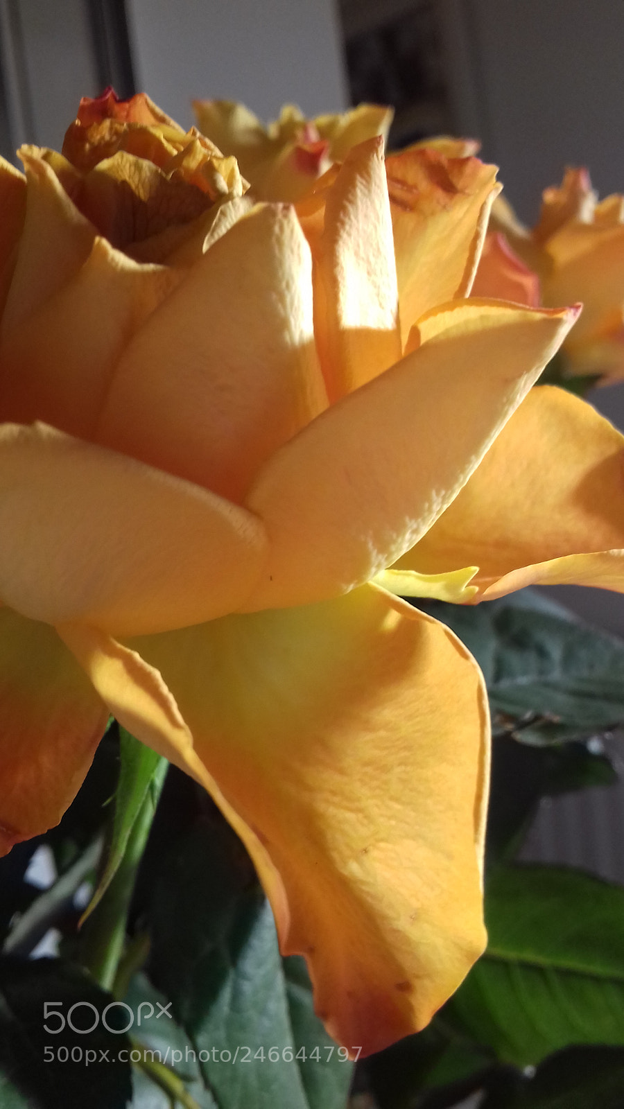Samsung Galaxy J3(2016) sample photo. Love roses photography