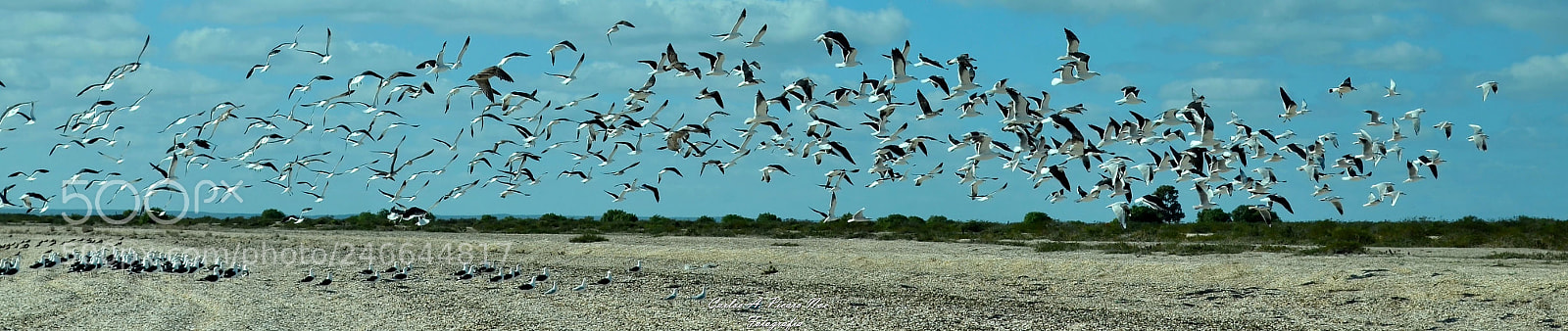 Nikon D5100 sample photo. Thousand acuatic birds panoramic photography