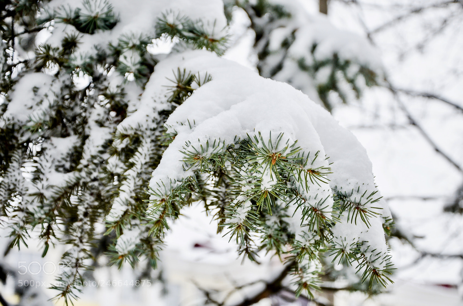 Nikon D5100 sample photo. Snowy winter photography