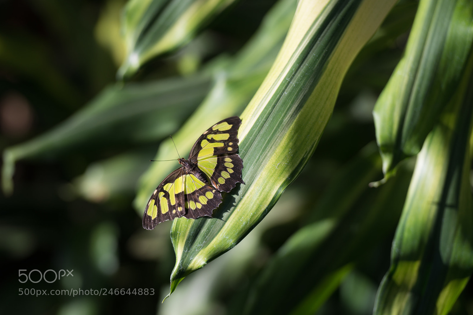 Nikon D800 sample photo. The malachite photography
