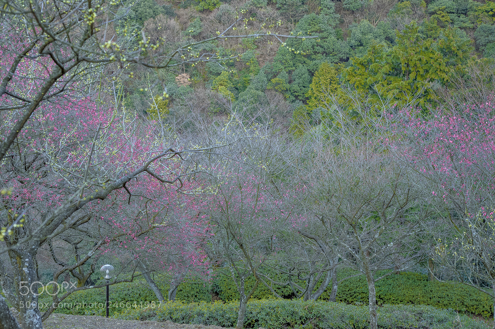 Sony a7 II sample photo. Spring has come to photography