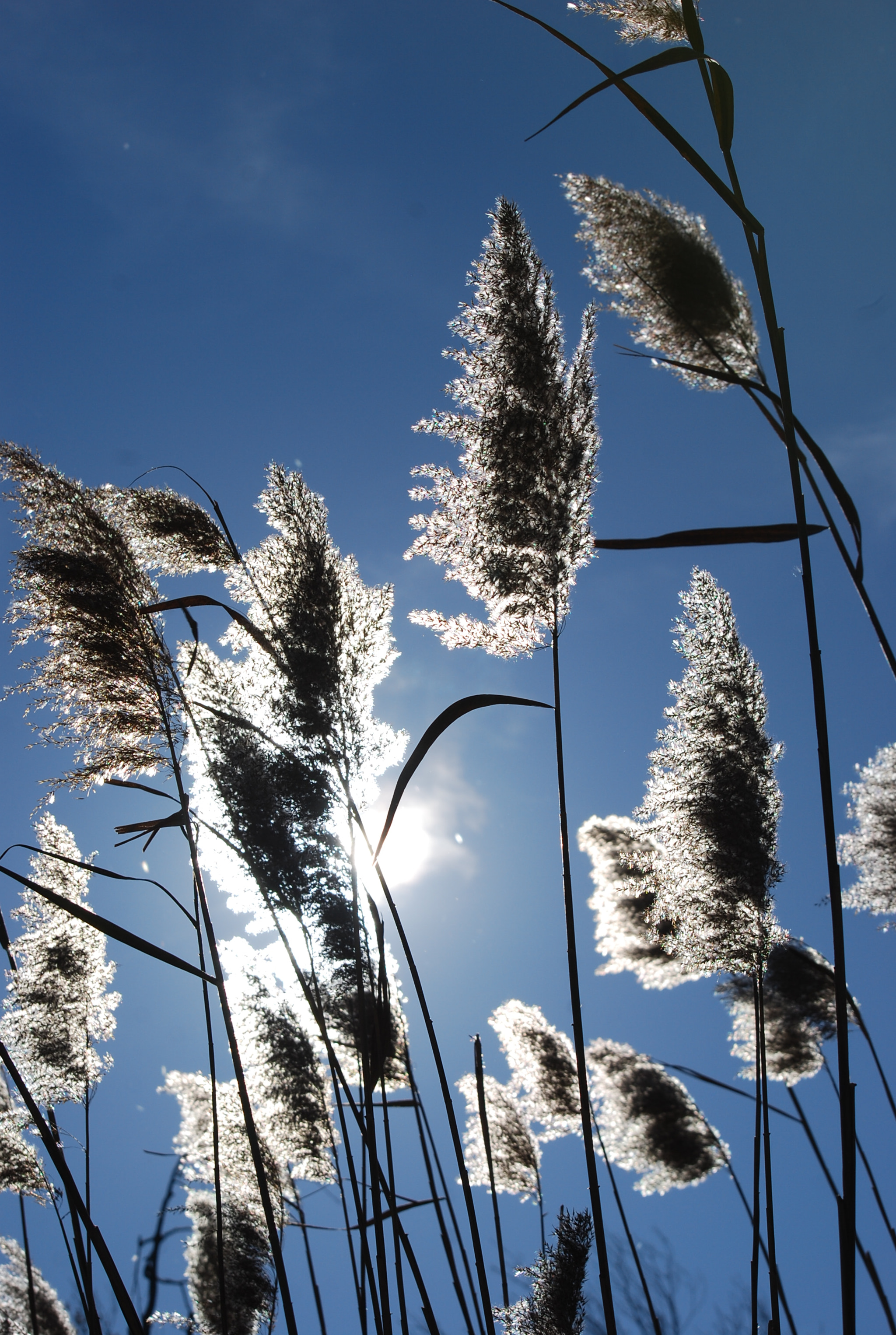 Nikon D40X sample photo. Glitter of the morning. photography