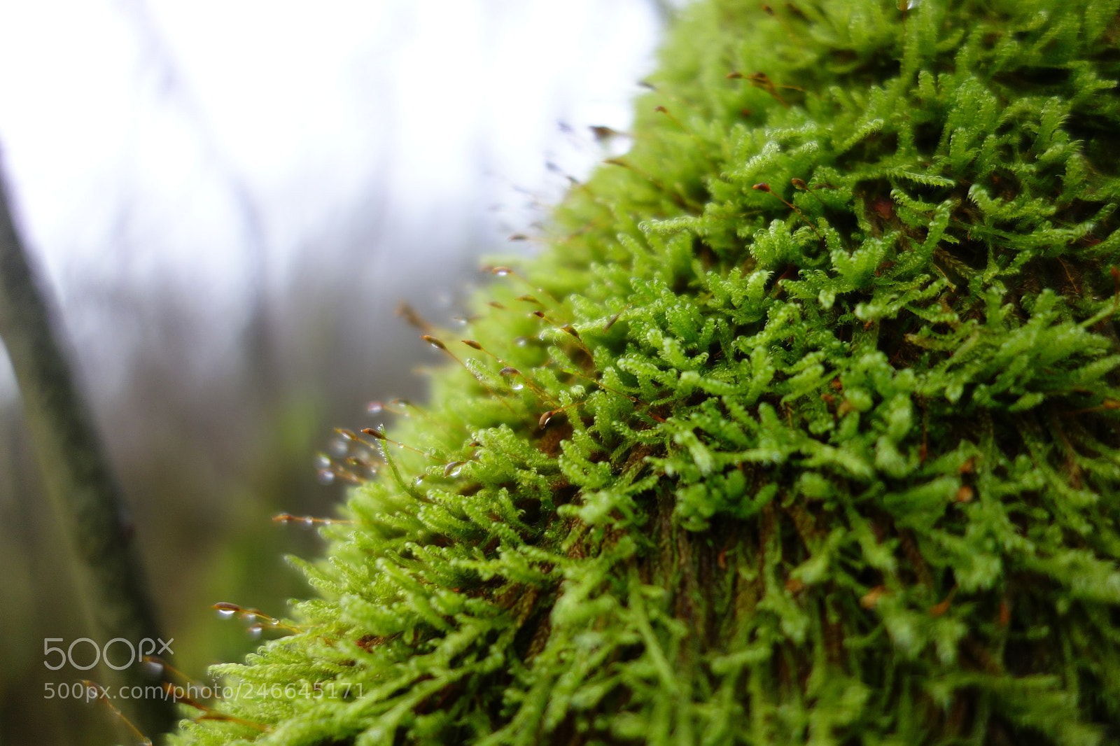 Sony Cyber-shot DSC-RX100 sample photo. Bright green photography
