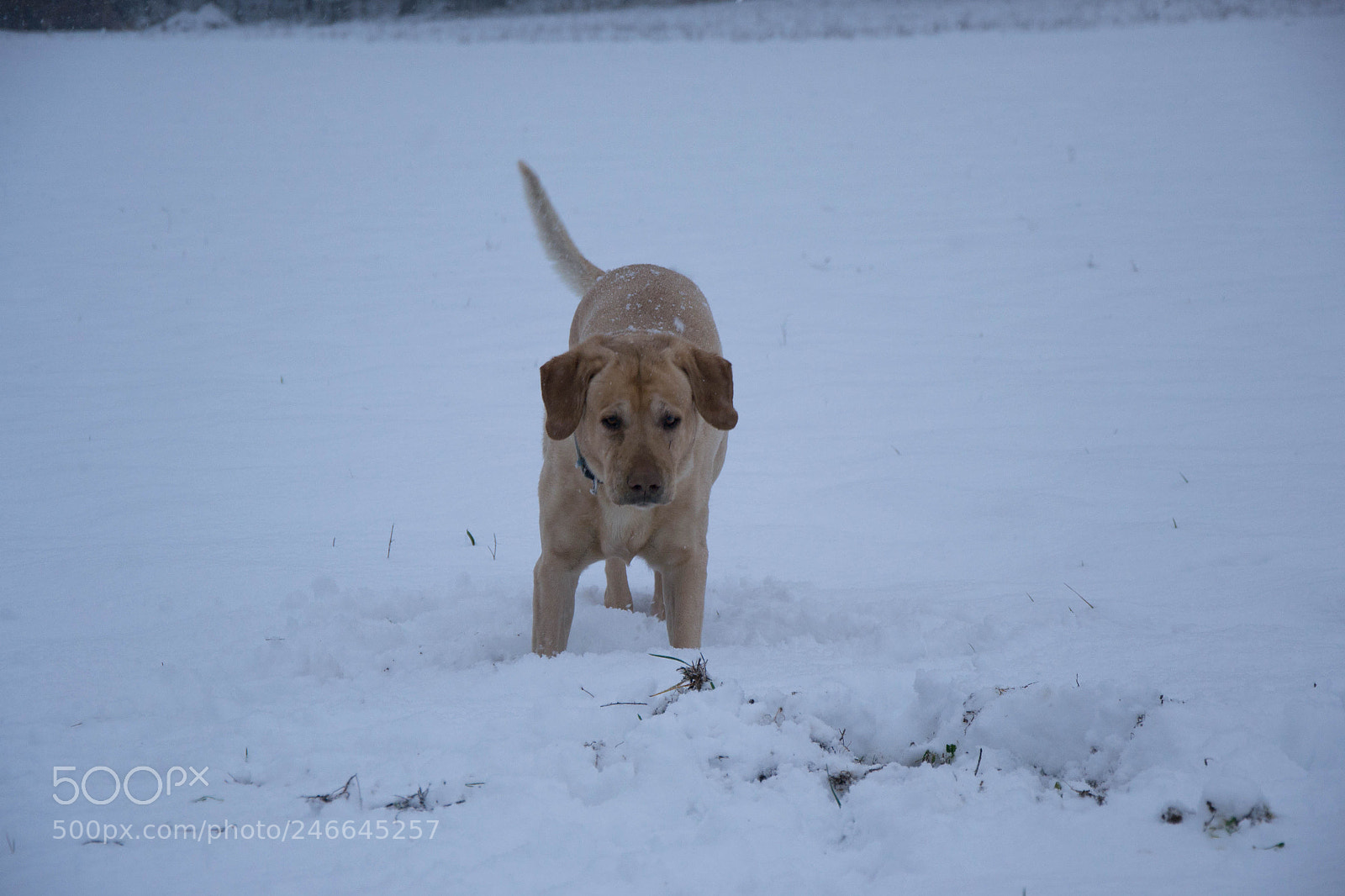 Nikon D3100 sample photo. Pallino photography