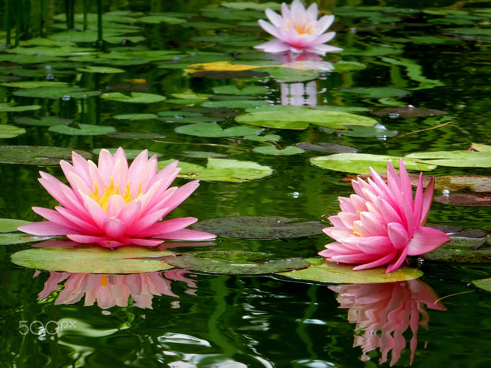 Fujifilm FinePix F750EXR sample photo. Nymphaea 'marliacea rosea' photography