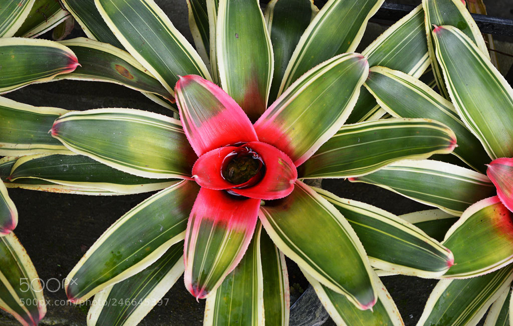 Nikon D3200 sample photo. Power of nature photography