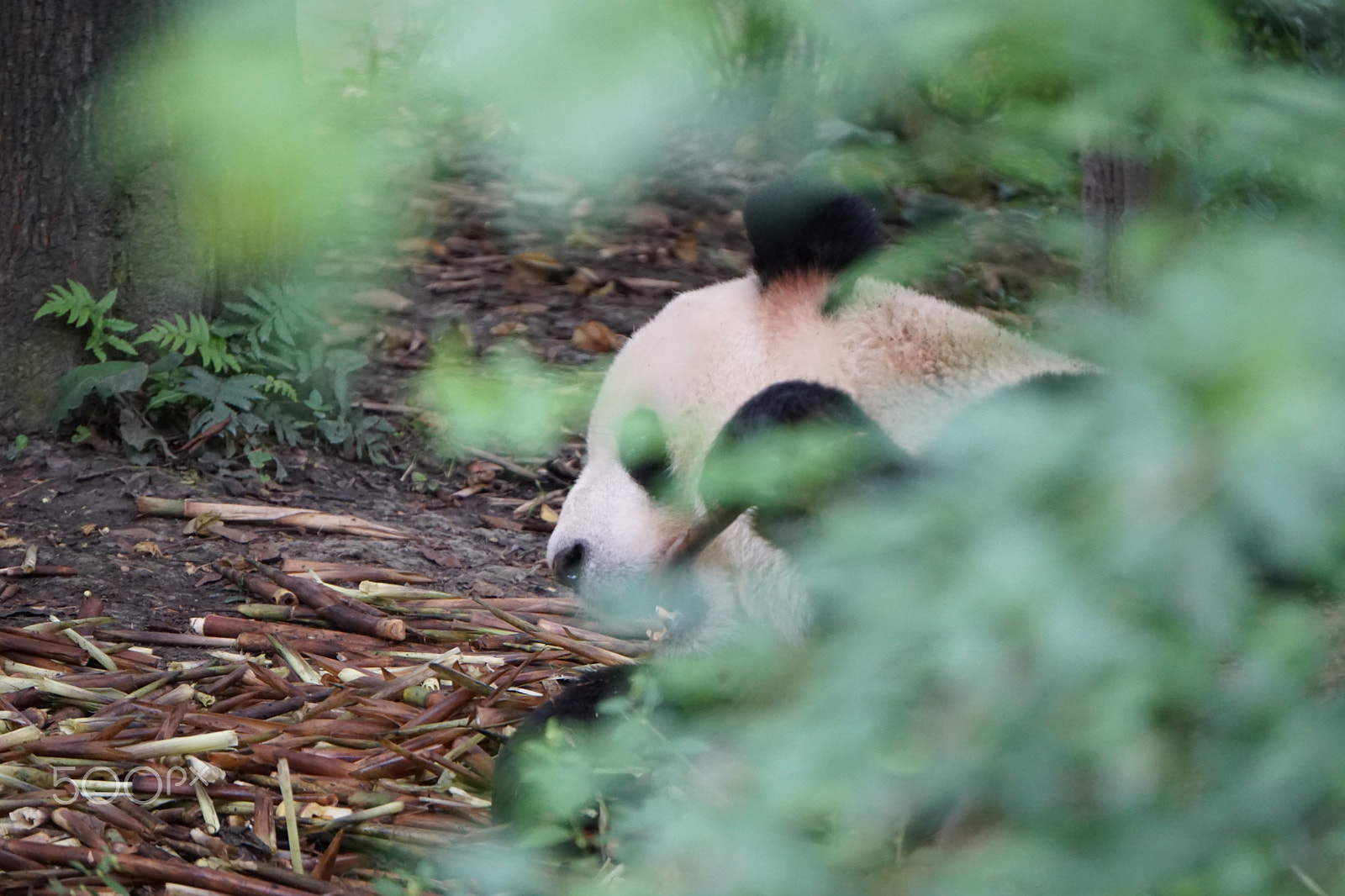 Sony E 55-210mm F4.5-6.3 OSS sample photo. Panda eating photography