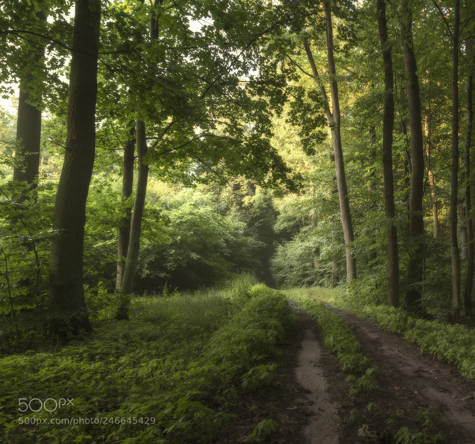 Canon EOS 7D sample photo. Forest photography
