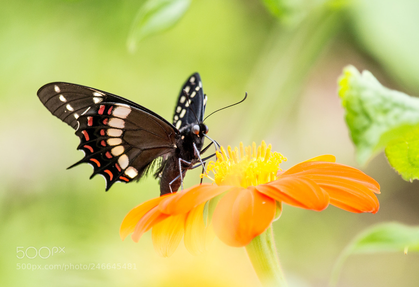 Canon EOS 700D (EOS Rebel T5i / EOS Kiss X7i) sample photo. A borboleta e a photography