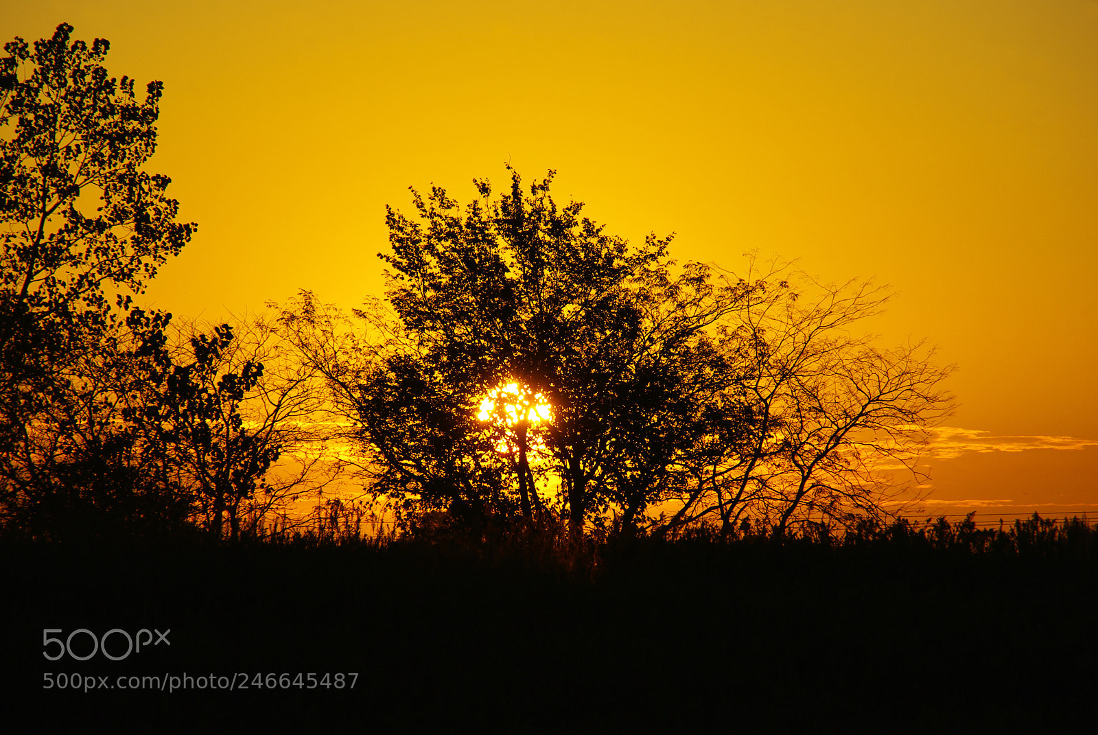 Pentax K200D sample photo. Golden morning photography
