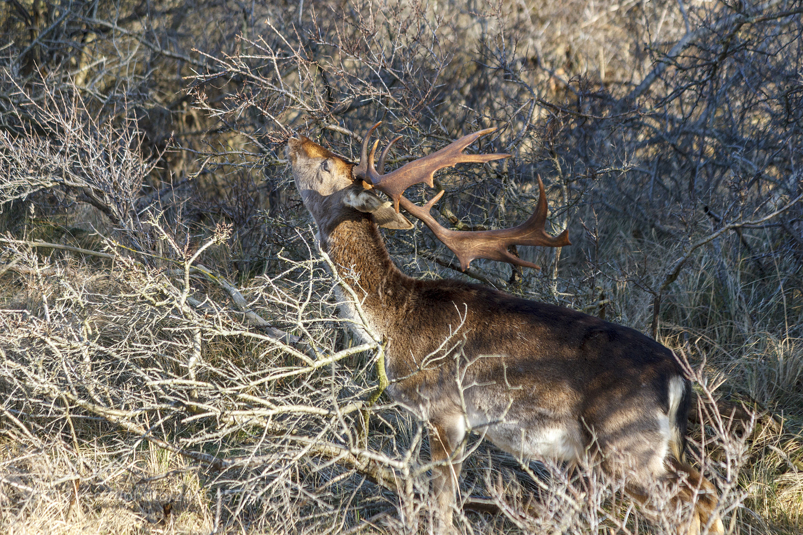 Canon EOS 550D (EOS Rebel T2i / EOS Kiss X4) sample photo. Deer photography