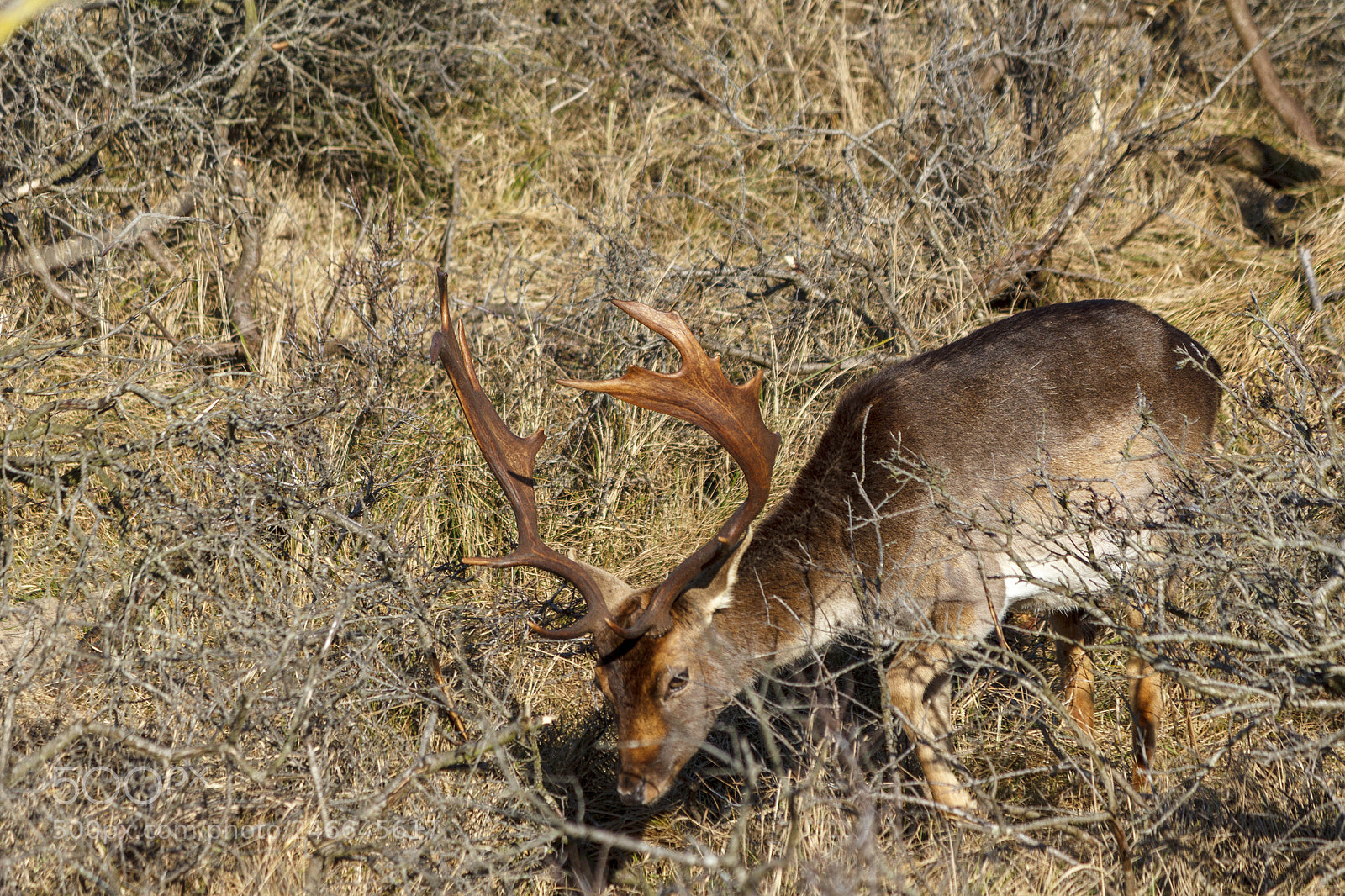 Canon EOS 550D (EOS Rebel T2i / EOS Kiss X4) sample photo. Deer photography