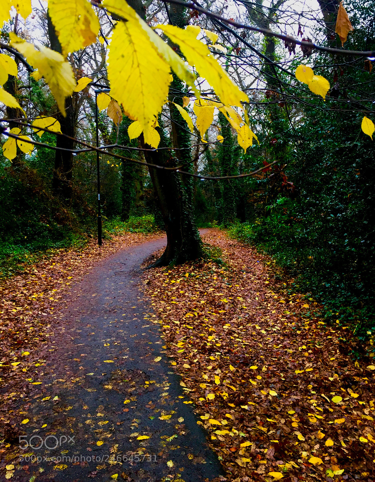 Apple iPhone 6s sample photo. Autumn leaves photography