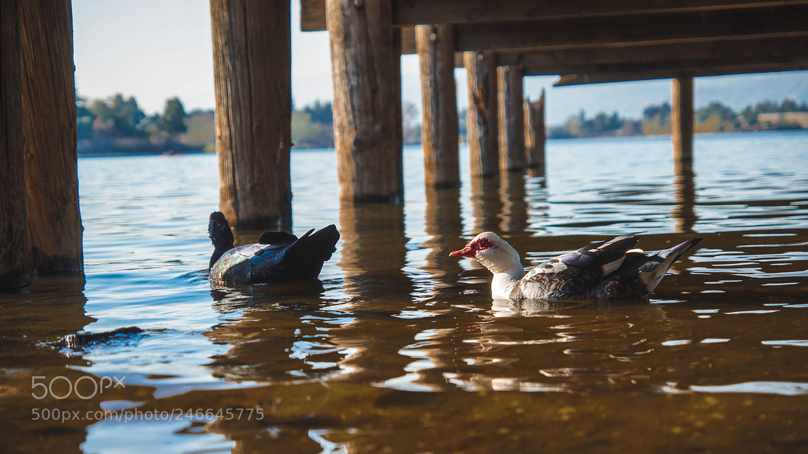 Sony a6500 sample photo. Under the pier photography