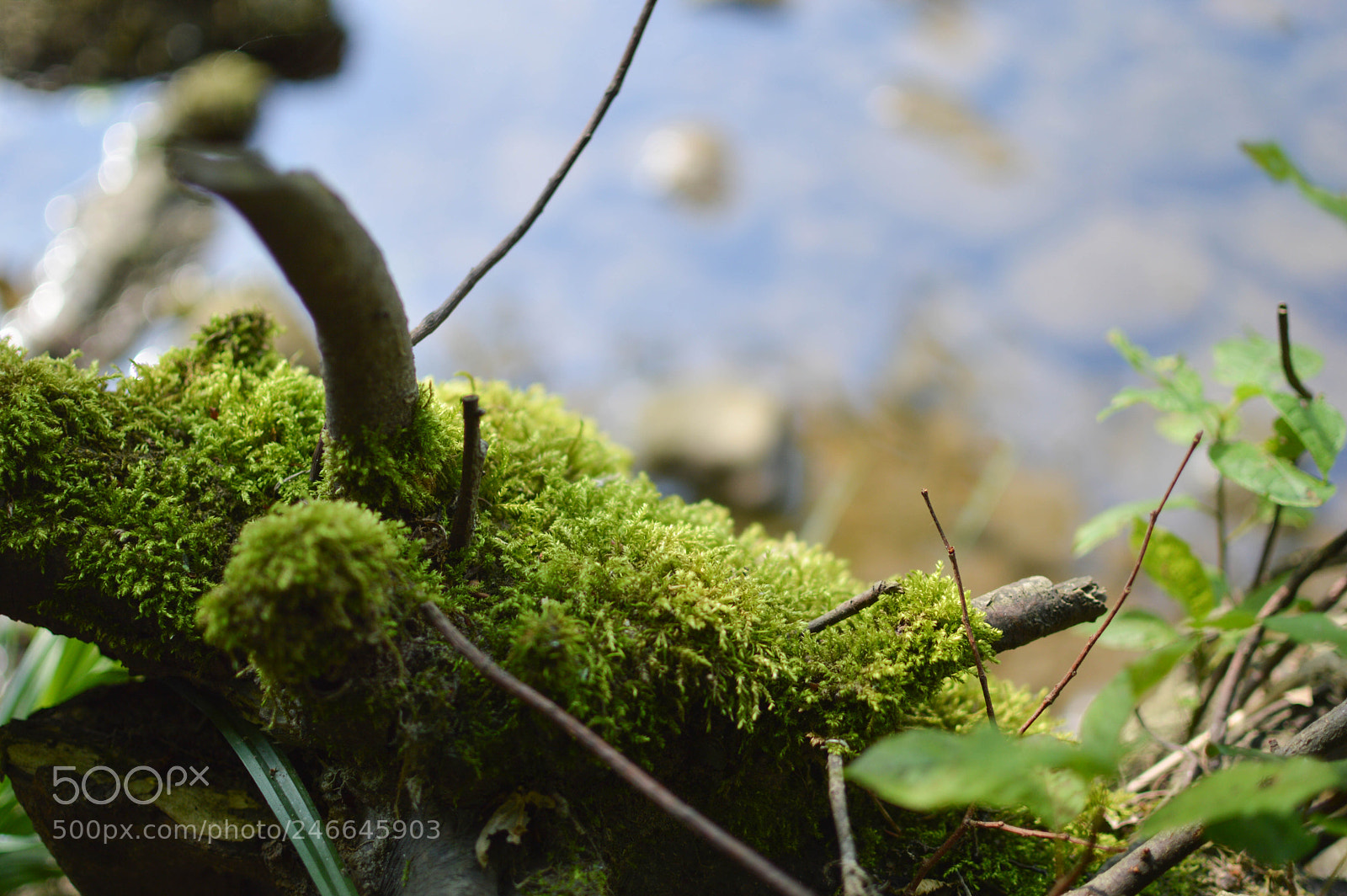 Nikon D3200 sample photo. Pielach (von ) photography