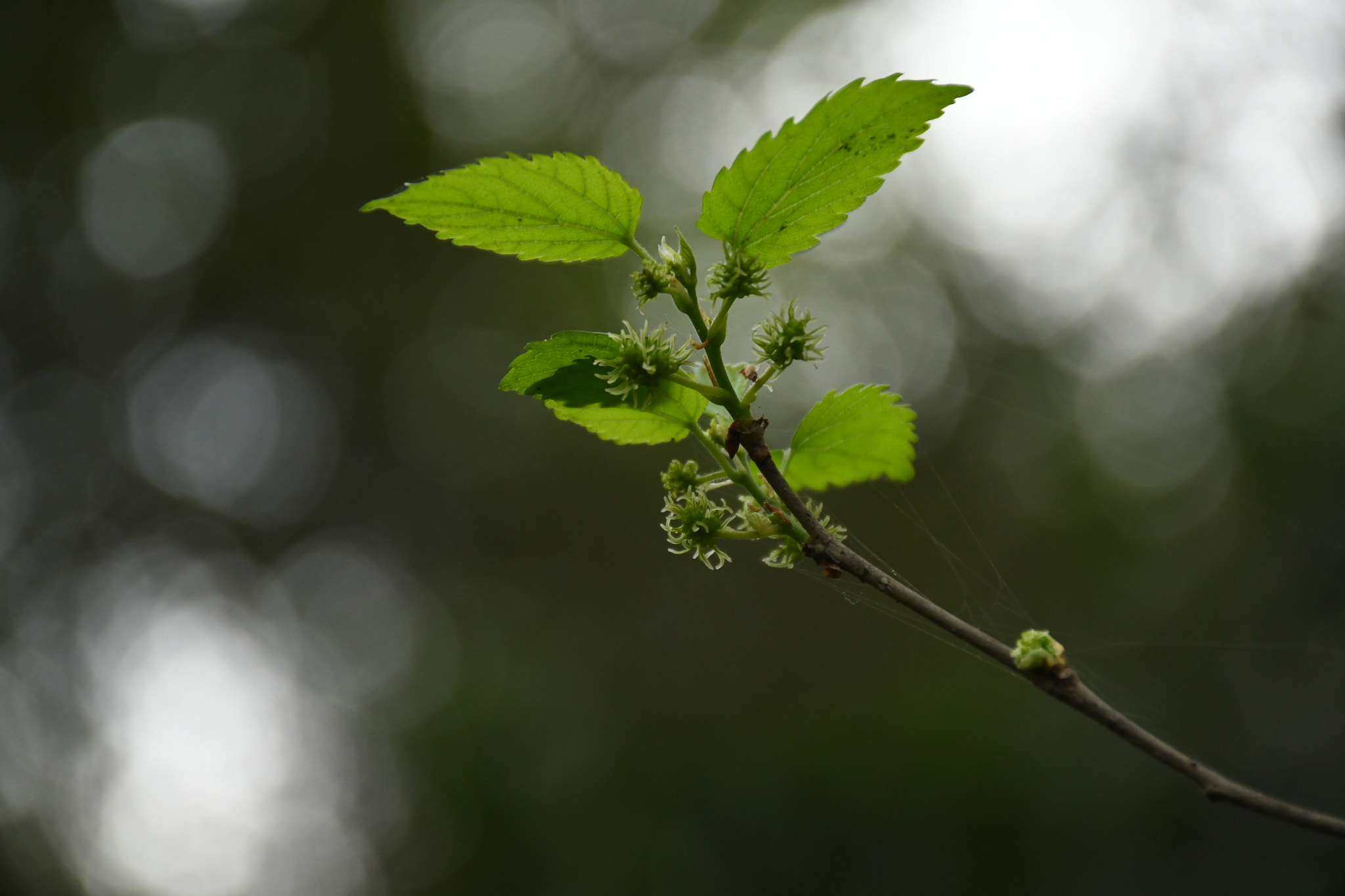 Nikon D7500 sample photo. Leaves photography