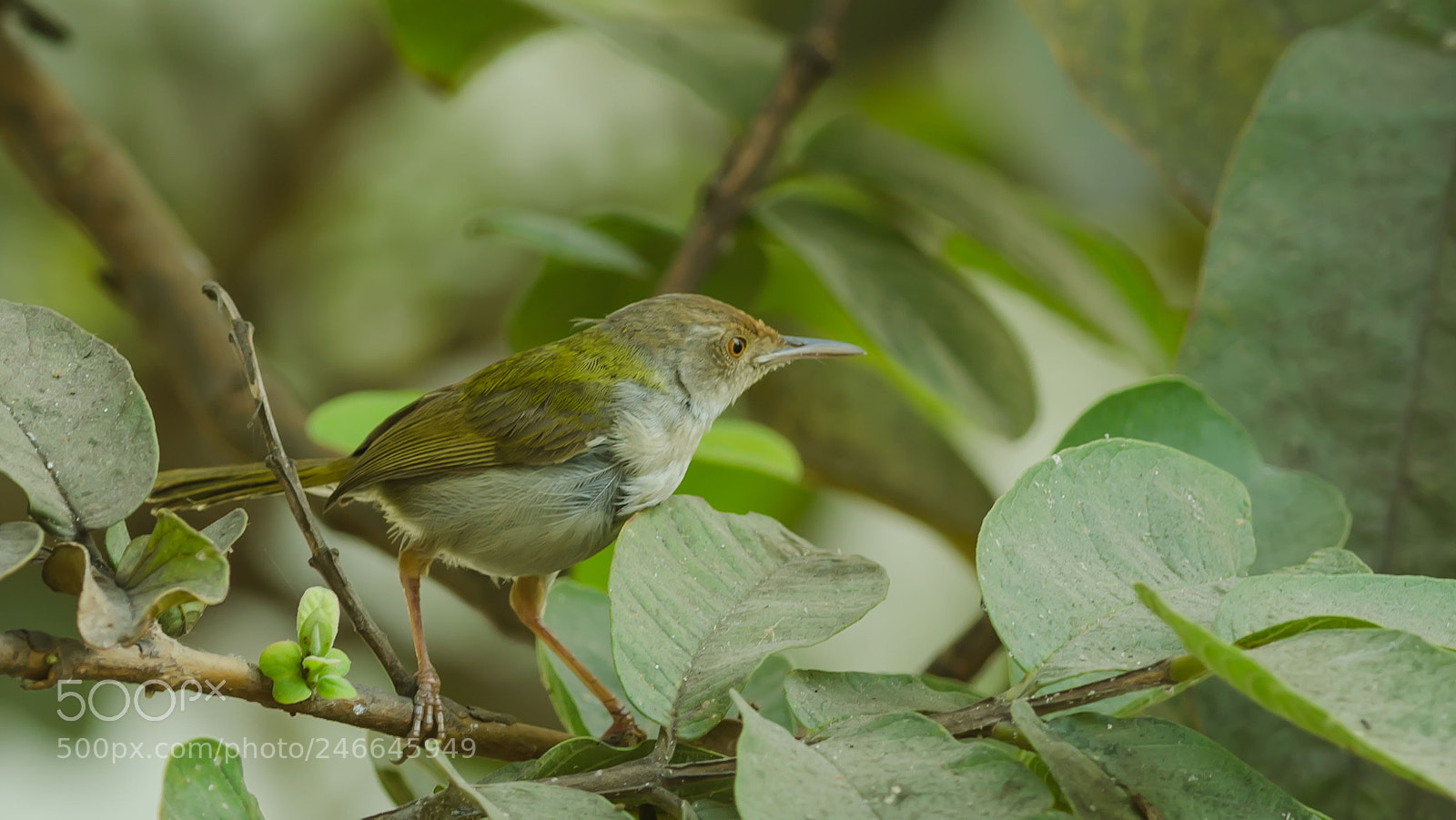 Nikon D5100 sample photo. The tailor photography