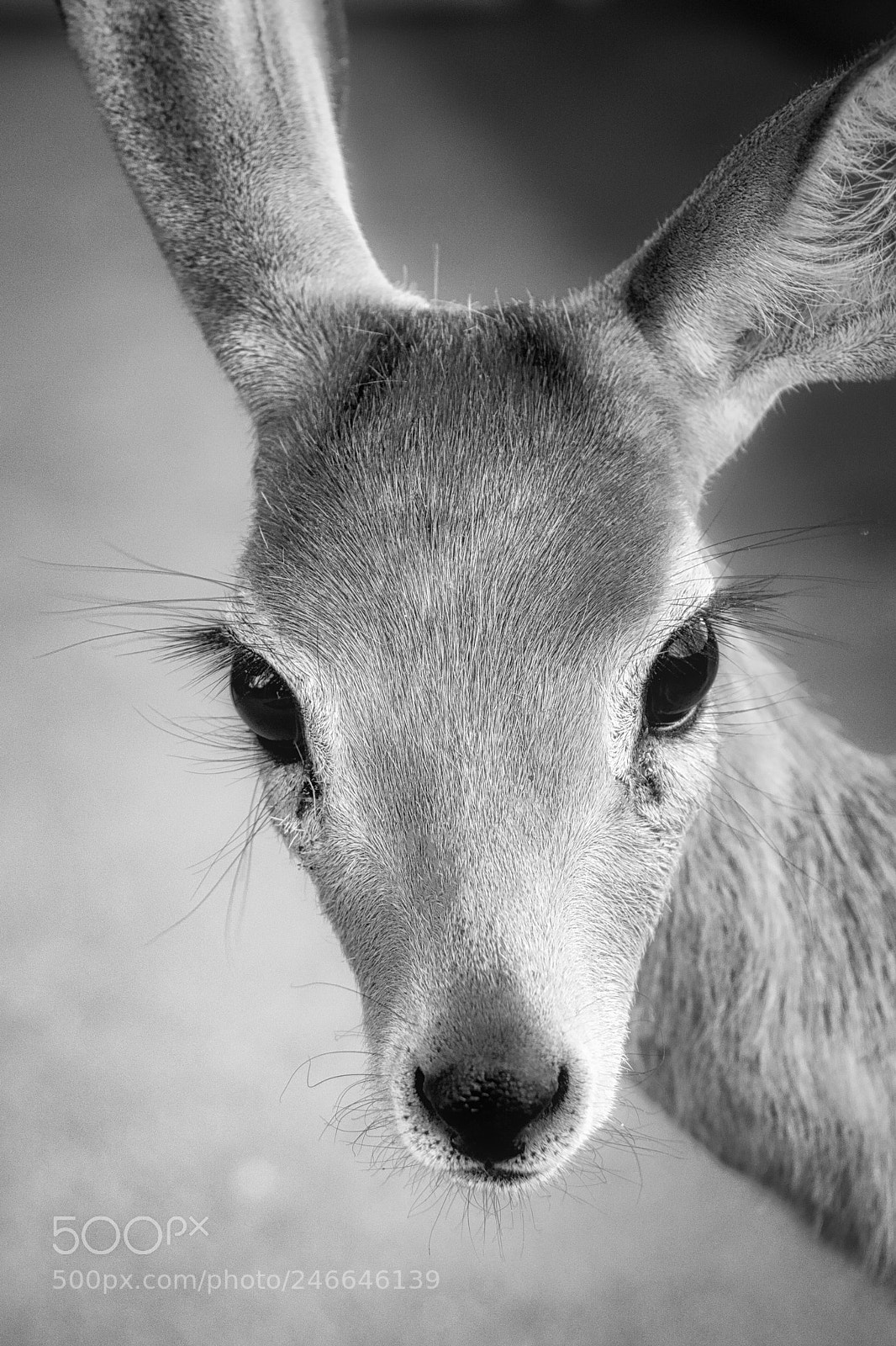 Canon EOS 100D (EOS Rebel SL1 / EOS Kiss X7) sample photo. Baby deer photography
