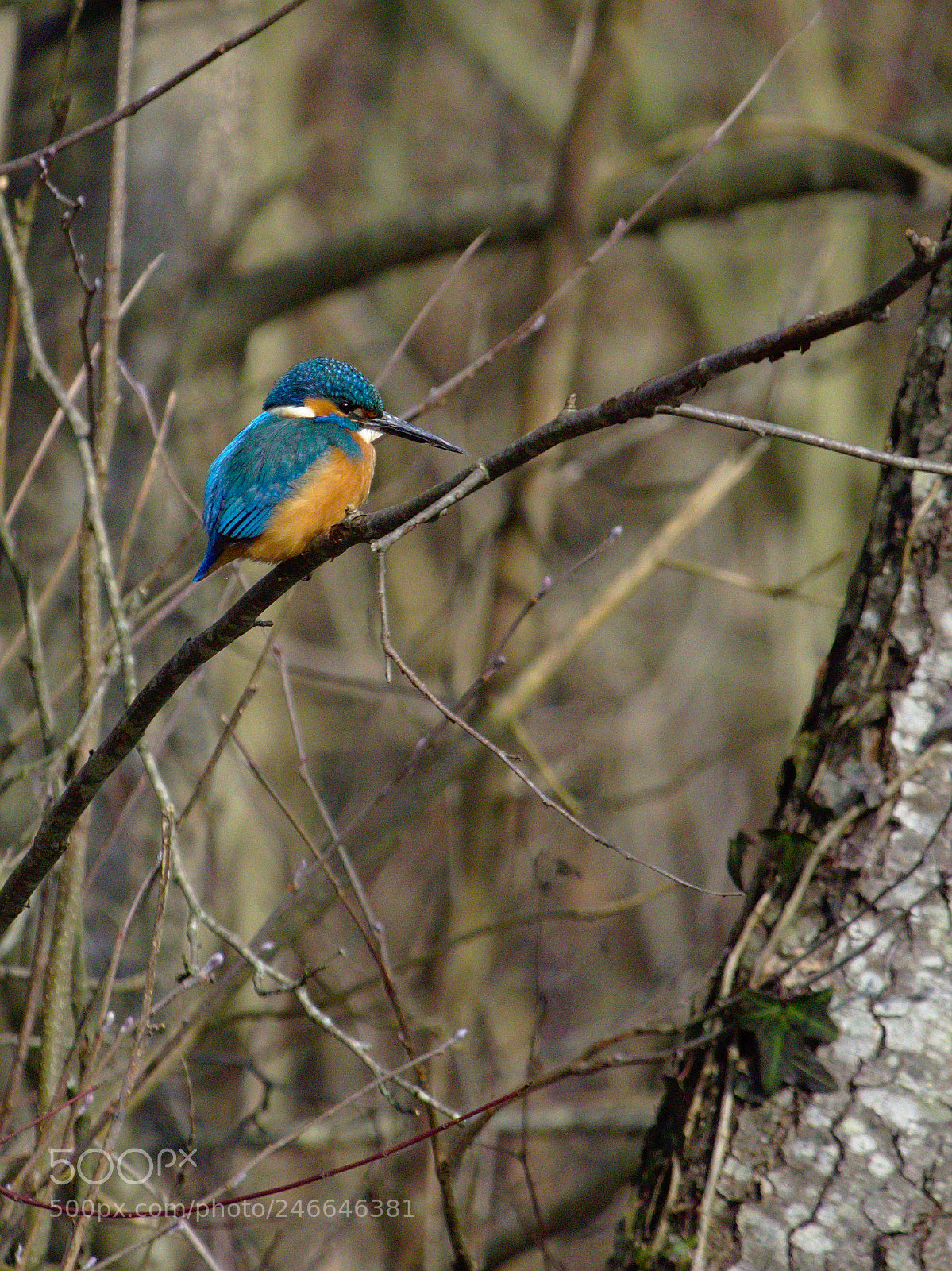 Olympus OM-D E-M10 sample photo. The return of the photography
