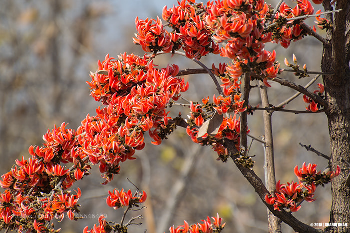 Nikon D3100 sample photo. Seasons bloom photography