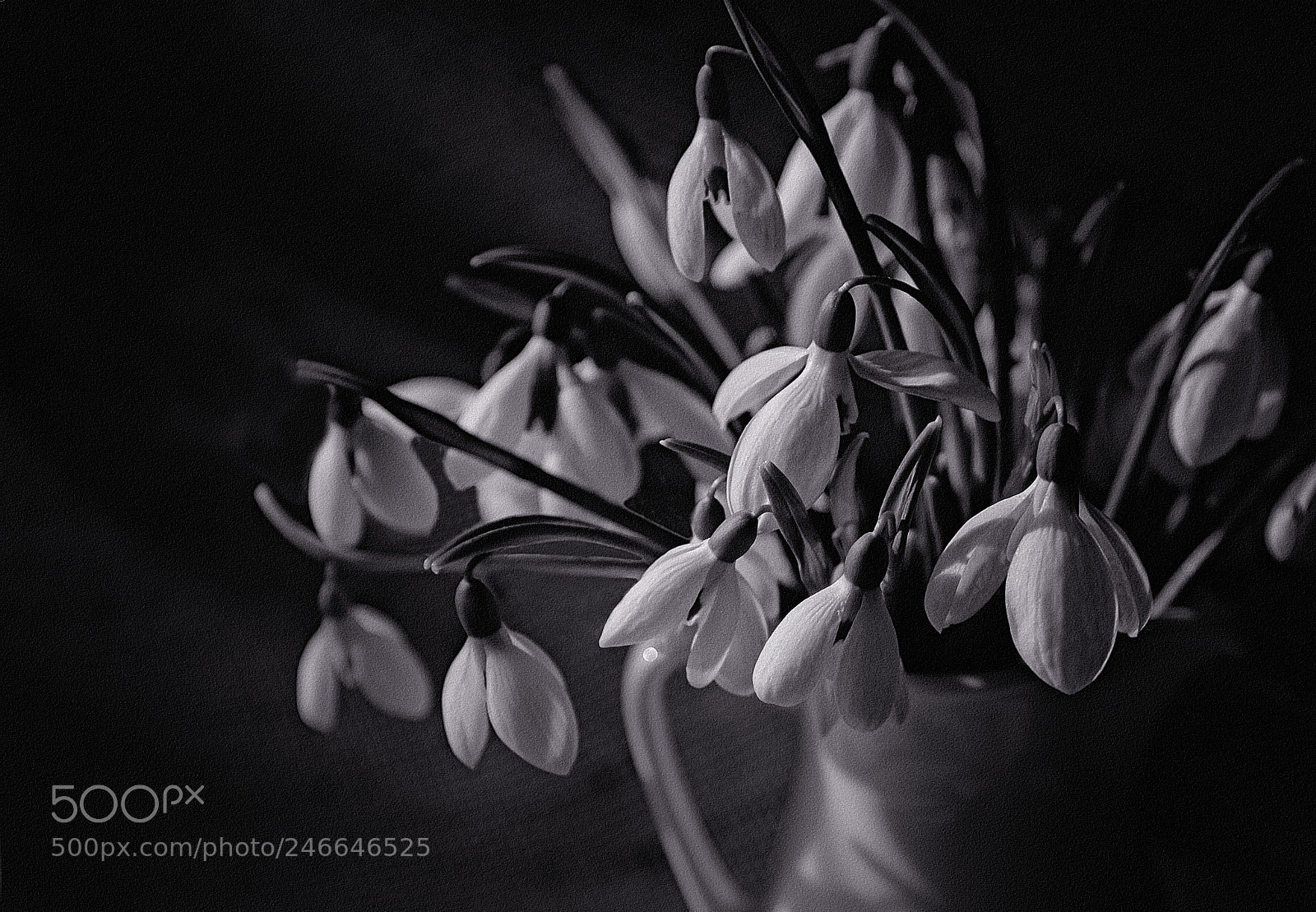 Nikon D610 sample photo. Crimea. february. snowdrops. photography