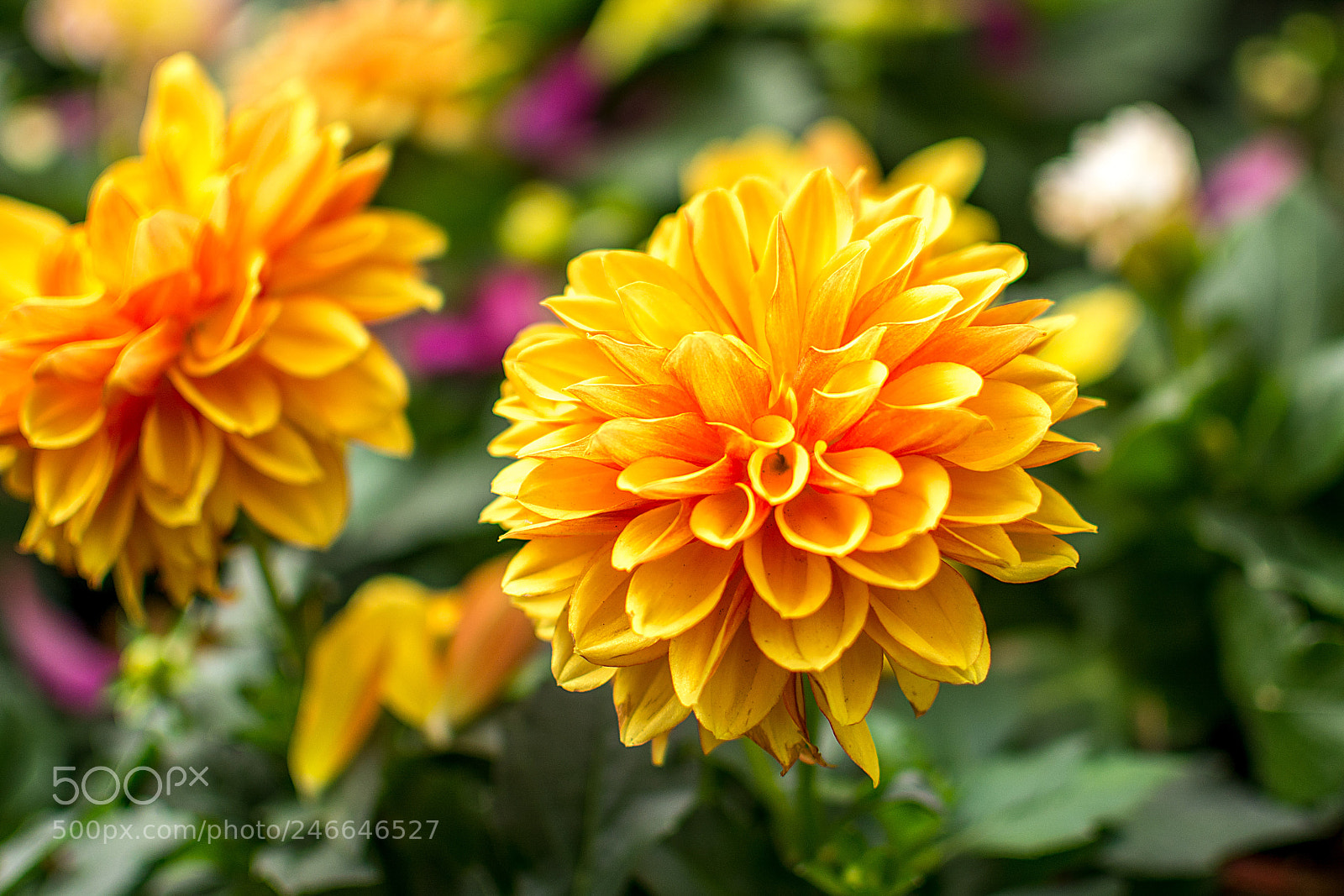 Nikon D7100 sample photo. Flowers of spring photography