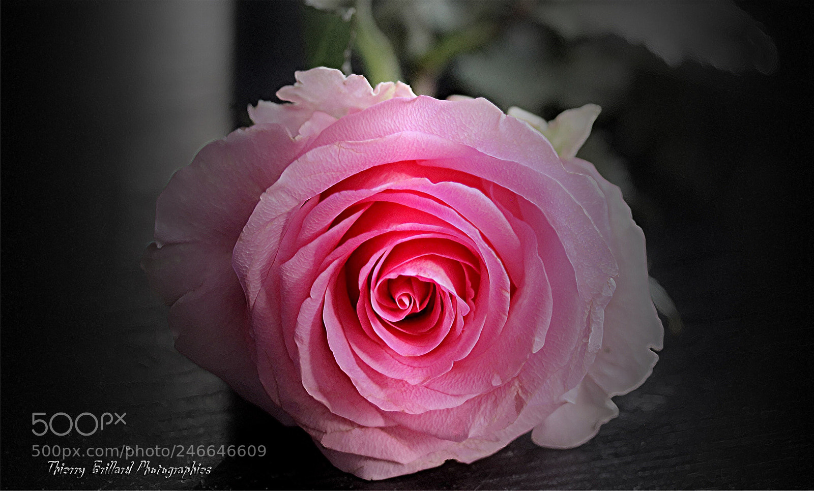 Canon EOS 600D (Rebel EOS T3i / EOS Kiss X5) sample photo. Pink rose photography