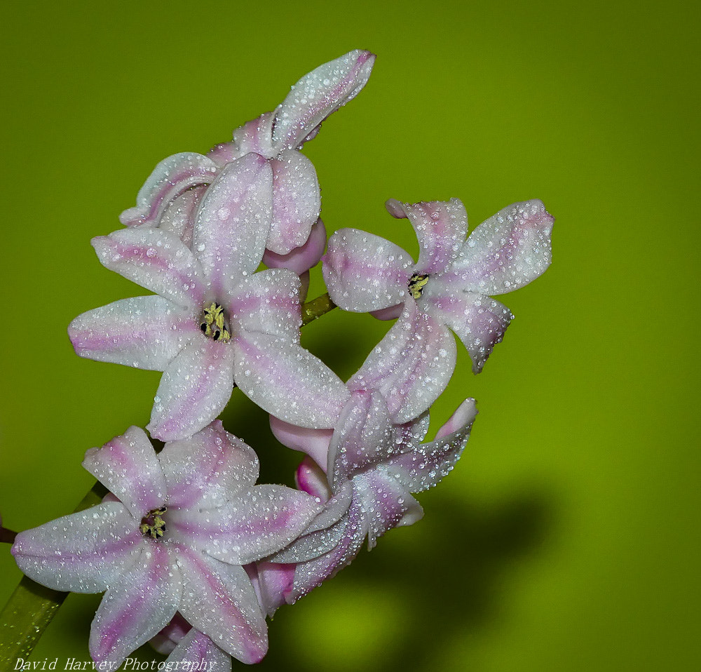 Panasonic DMC-FZ330 sample photo. Macro photography