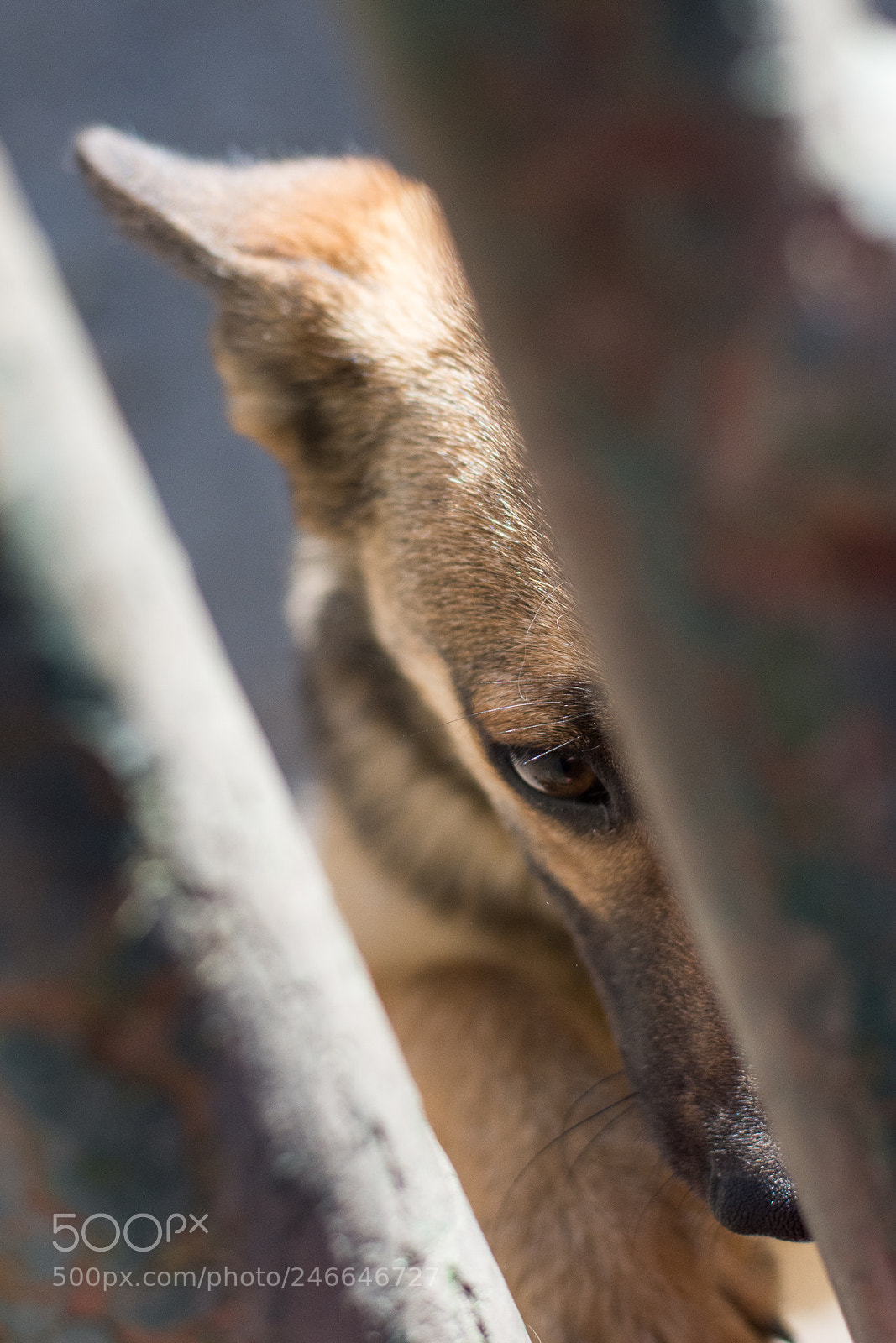 Nikon D7200 sample photo. Sad look photography